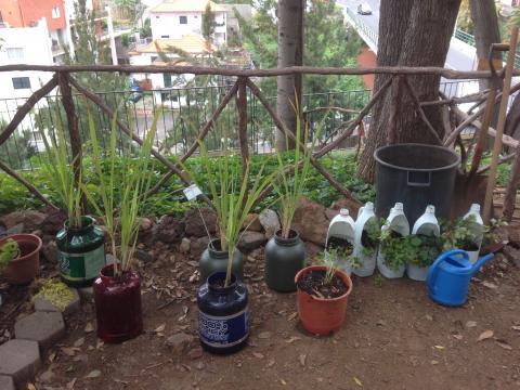 Plantação de aromáticas em vasos diferentes.